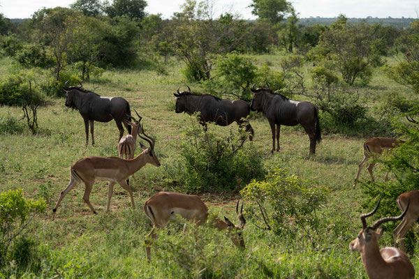 Gnus unterwegs sind.