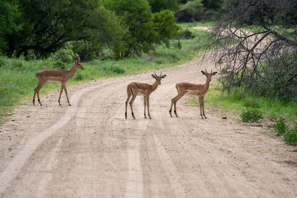 Impalas sehen uns beim Fotografieren zu....