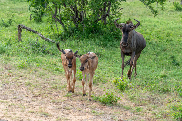 eine Herde Gnus ....