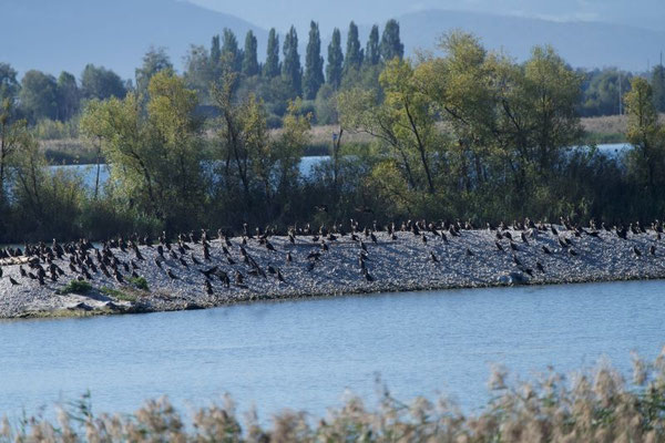 Kormorane (Foto: Jana Selzer)