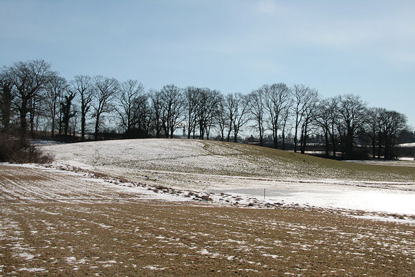 Mit Eichen bestockter Kiesbuckel innerhalb des Niedermoores: der „Niederbichl“. In der Mitte ist der Kirchturm von Inning zu erahnen. (Foto: Horst Guckelsberger)