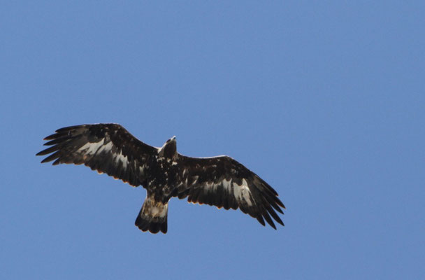 Steinadler