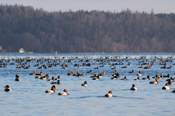 Wasservogelansammlung an der Roseninsel (Foto: A. Gehrold)