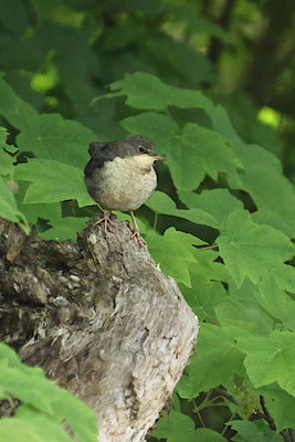 Wasseramsel juvenil