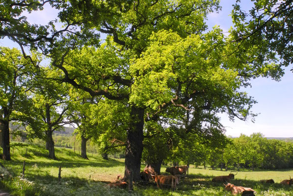 Eichenallee zwischen Delling und der Schwaige Ettenhofen (Foto: Horst Guckelsberger) 