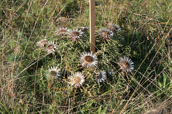 Silberdistel