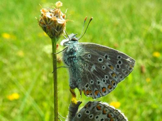 Bläulinge am Küchenschellenhang