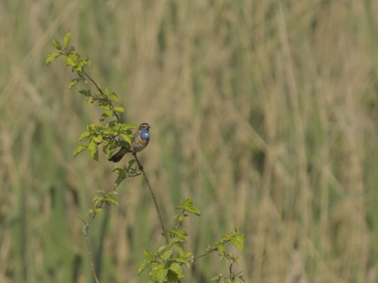 Blaukehlchen