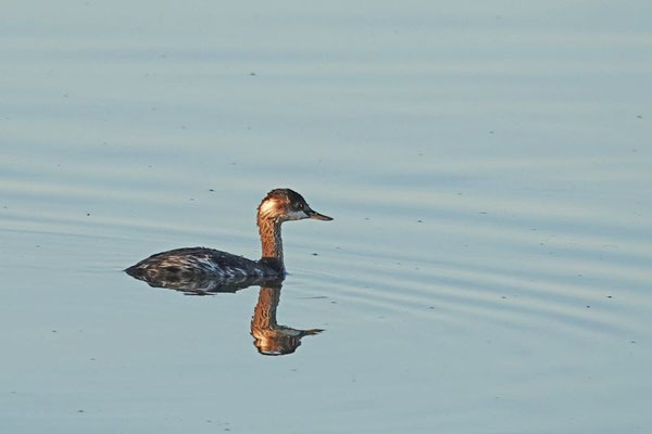 Rothalstaucher (Foto: Claudia Neumann)