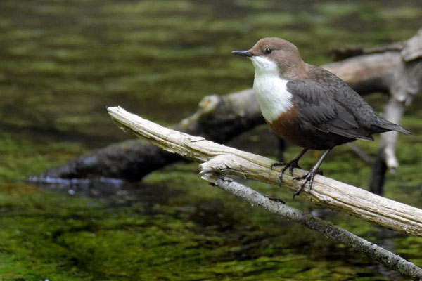 Wasseramsel (Foto: Max Herrmann)
