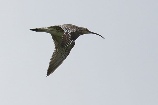 Großer Brachvogel