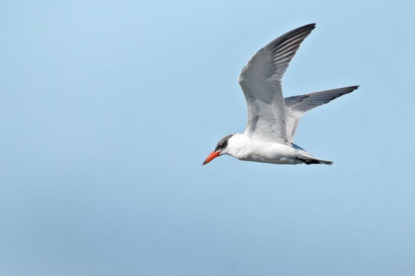 Raubseeschwalbe (Foto: Max Herrmann)