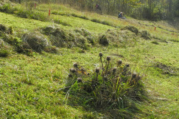 Abheuen am Jaudesberg