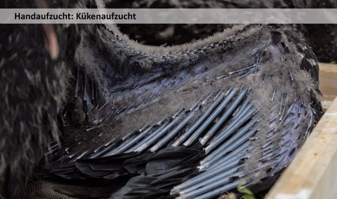 Die ersten Federkiele brechen auf