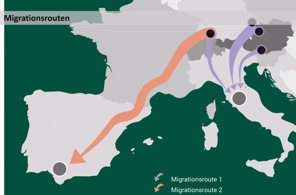 Migrationsrouten mit Aufzucht- und Überwinterungsgebieten (grau)
