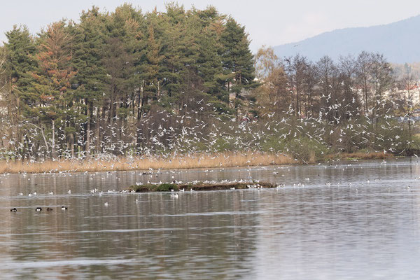 Lachmöwenkolonie am Rötelseeweiher (Foto: Ursula Wiegand)