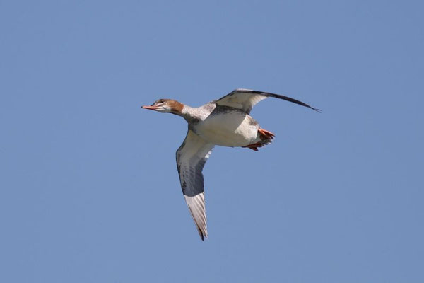 Gänsesäger (Foto: Sebastian Ludwig)