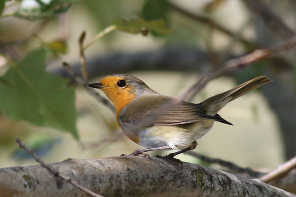 Rotkehlchen(Foto: Sebastian Ludwig)