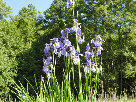 Sibirische Schwertlilie (Iris sibirica) (Foto: H. Guckelsberger)