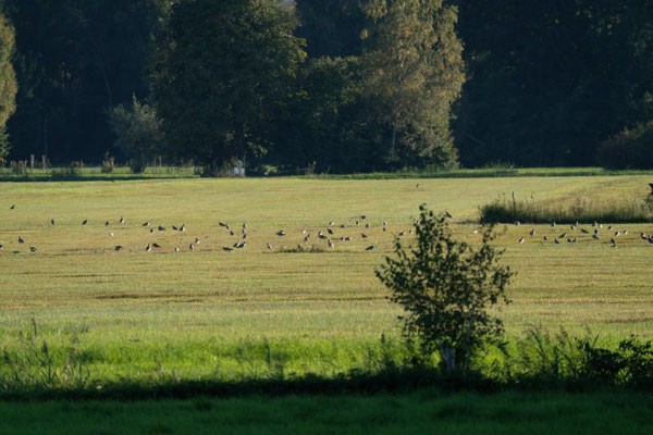 Brachvögel (Foto: Jana Selzer)