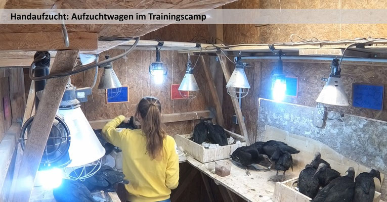 Blick in das Trainingscamp mit Schlafplätzen und Wärmelampen