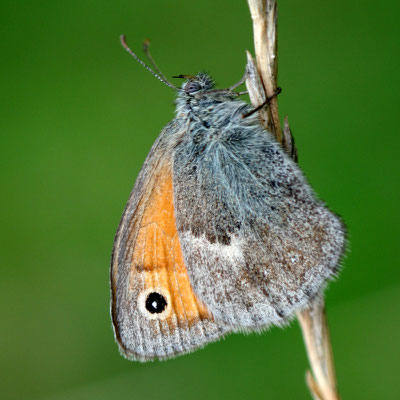 Kleines Wiesenvögelchen: Der Überlebenskünstler hält es auf fast jeder Grasfläche aus und ist deshalb noch recht häufig zu sehen. Nur Vielschnittwiesen sind selbst ihm zu lebensfeindlich. (Foto: KG)