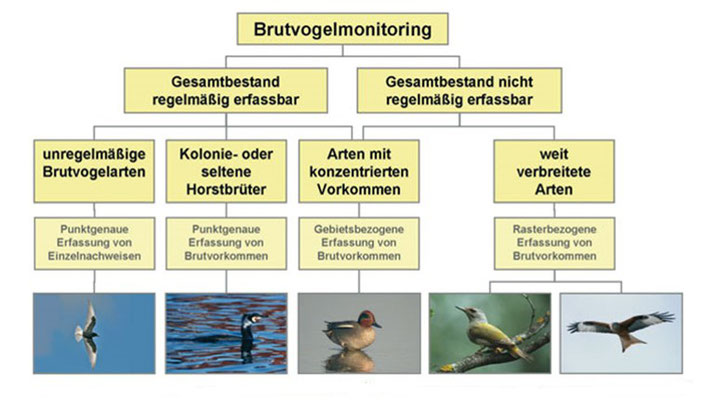 Monitoring häufiger Brutvögel - Probeflächen in Bayern 