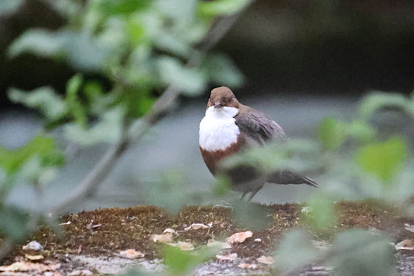 Wasseramsel adult