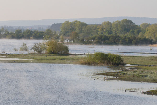 Morgenstimmung an der Vogelinsel