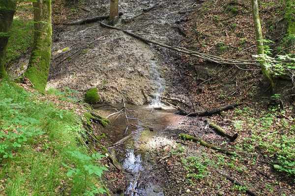 Kalktuff-Quellbach (Foto: Horst Guckelsberger)