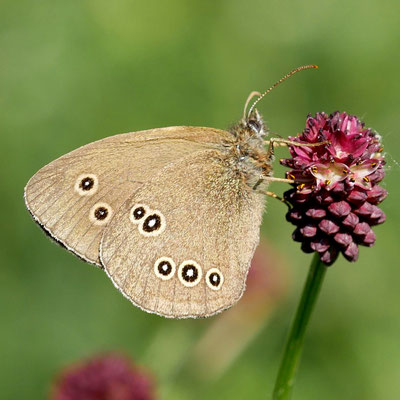 Schornsteinfeger: Einer der häufigsten Tagfalter hier im Landkreis und den Wiesenvögelchen ähnlich, aber größer. (Foto: KG)