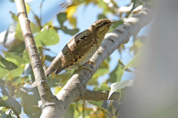 Wendehals (Foto: Max Herrmann)