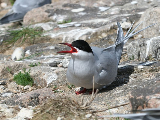 Küstenseeschwalbe (Foto: P.Brützel) 