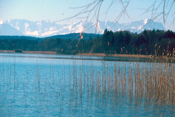 Röhrichtufer zwischen Seeseiten und Bernried Foto: Horst Guckelsberger / LBV