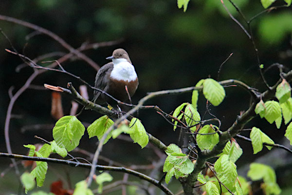 Wasseramsel (Team STernglAstaucher)