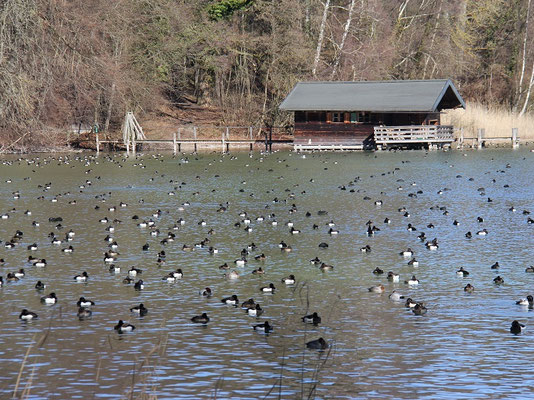 Wasservögel am Starnberger See (Foto: P.Brützel)