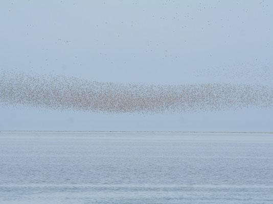 Vogelzug im Wattenmeer(Foto: P.Brützel)