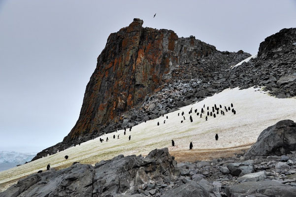 Pinguinfelsen