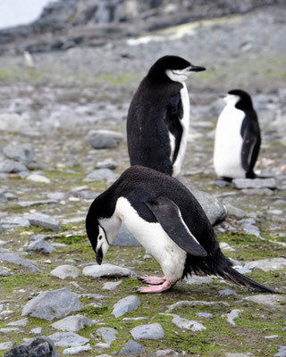 Zügelpinguine