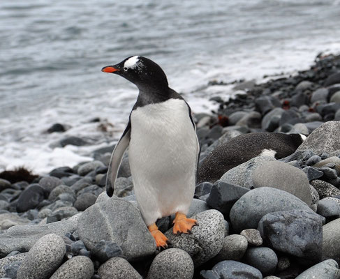 Ein Eselspinguin