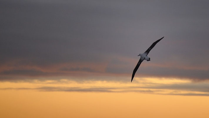Ein Albatros