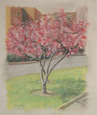 EL CIRUELO - Pastel sobre papel Canson