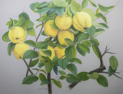 MEMBRILLOS -Pastel sobre papel Canson (52 x 40) - 2020 
