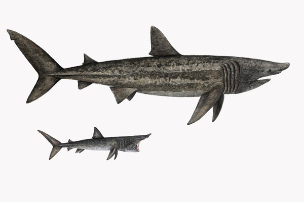 Riesenhai (Cetorhinus maximus) - Aquarell (2024)