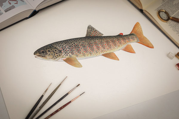 Norditalienische Bachforelle (Salmo cenerinus) - Mischtechnik (2025)