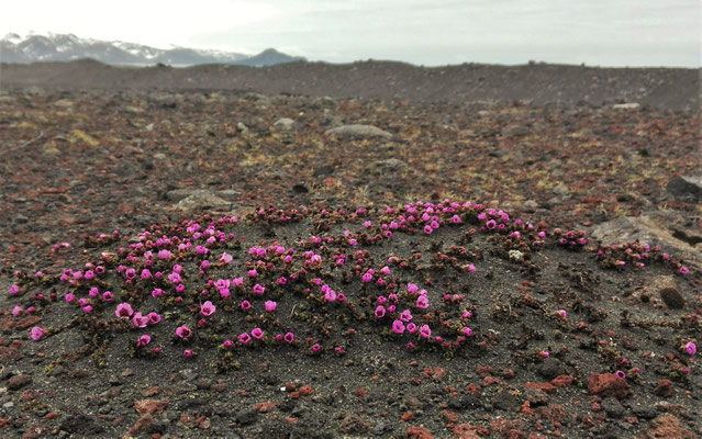 Eine der extrem raren Blumen, Jan Mayen (2017)