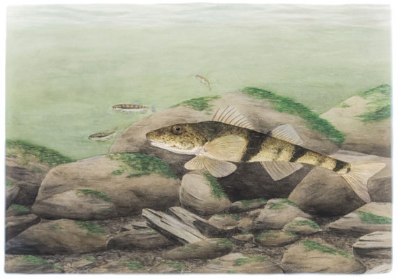 Apron im Habitat - Aquarellillustration (2023)