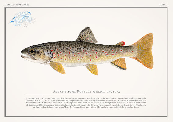 Tafel Salmo trutta - Druck (2025)