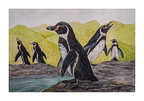Humboldt Pinguine - ausgearbeitete Feldskizze (2024)