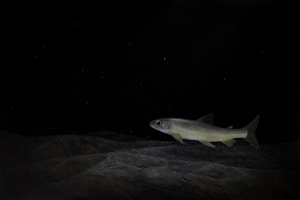 Jaunet an den Tiefen des Neuenburgersees - Ölbild (2024)